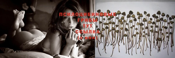 прущие грибы Бородино